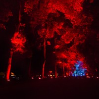 「呼応する木々、下鴨神社　糺の森」