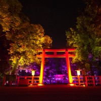 「呼応する木々、下鴨神社　糺の森」