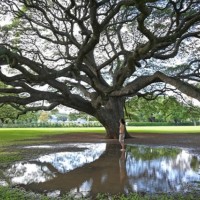 「プラントハンター 西畠清順 世界の植物文様展」が開催