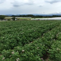 「SaladStop!」の自社農場