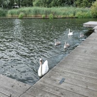 湖を泳ぐ野鳥がすぐそばに！