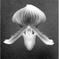 Orchid, 1988 Gelatin Silver Print