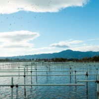 びわ湖真珠養殖場