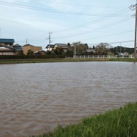 自然農法の田んぼは水をたっぷりと張ります