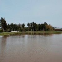 自然農法の田んぼは水をたっぷりと張ります