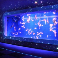 「ナイトワンダーアクアリウム2017」開催! 今年のテーマは満天の星降る水族館