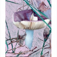 「Russula Coerulea」（2017年）