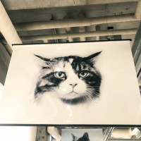 榊原俊寿 写真展「CHATS」@ギャラリーミュベール