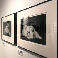 榊原俊寿 写真展「CHATS」@ギャラリーミュベール