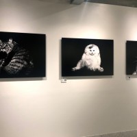 榊原俊寿 写真展「CHATS」@ギャラリーミュベール