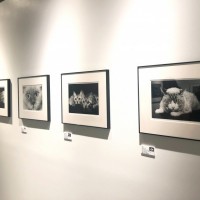 榊原俊寿 写真展「CHATS」@ギャラリーミュベール