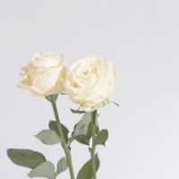 White Rose