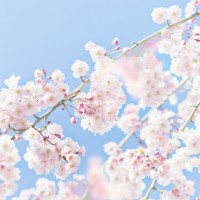 Cherry Blossom