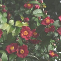 Rich Camellia