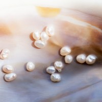 OFS galleryで「Lake of Grace #002 “Pearls of Lake Biwa”」開催