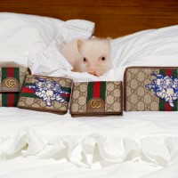 グッチ（GUCCI）、新年を祝した子ブタモチーフの限定コレクション発売