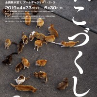 川崎市市民ミュージアムで「岩合光昭写真展 ねこづくし」開催