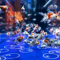 すみだ水族館で体験型の金魚鑑賞「東京金魚ワンダーランド2019」開催