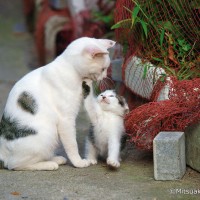 動物写真家・岩合光昭の“こねこ”に焦点をあてた新作写真展が「えき」KYOTOで開催（〜8/26）