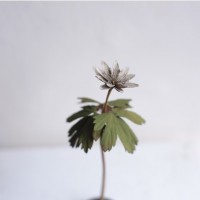 モリソン小林の作品展"small plants"を開催