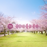 Spotify コード 2 「SAKURA (SOUND TOUR)」