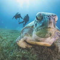 英国バージン諸島、ウミガメ保護(ローズウッド リトル ディックス ベイ)