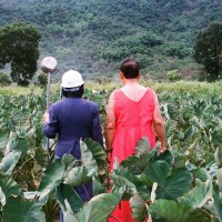 My Parents–Taro Field