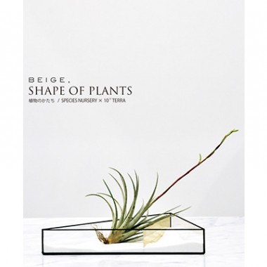 不思議なカタチの植物“ティランジア”が集結、「SHAPE OF PLANTS 植物のかたち」開催