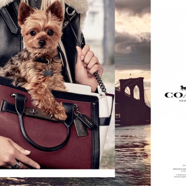 “COACH×セレブ犬”第2弾、アリアナ・グランデ＆ミランダ・カーの愛犬が登場