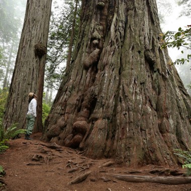 プラントハンター・西畠清順、植物文様の面白さにフォーカスした展覧会「世界の植物文様展」開催