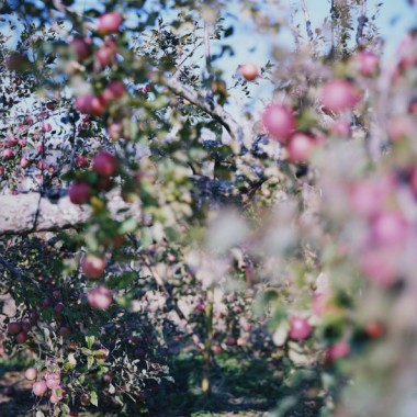 写真家・上田義彦の個展「林檎の木」、小山登美夫ギャラリーで開催