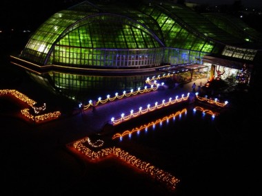 京都府立植物園、イルミネーションで夜間開放。ポインセチア1,000鉢