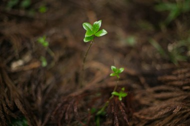 【サスティナブルな社会科見学】3世代先の森林を守る山守の仕事。循環する木の物語--vol.1