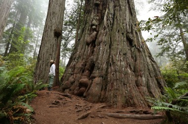 プラントハンター・西畠清順、植物文様の面白さにフォーカスした展覧会「世界の植物文様展」開催