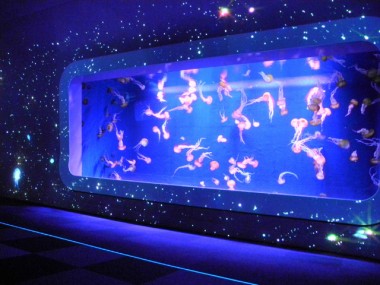 夜の新江ノ島水族館へ！満天の星降る水族館をテーマにした「ナイトワンダーアクアリウム 2017」開催