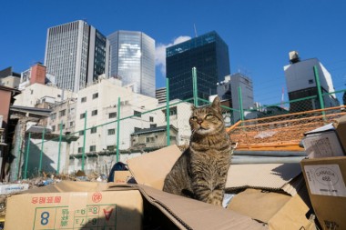 横浜赤レンガ倉庫にねこ写真500点が集結! 「横浜赤レンガ倉庫 ねこ写真展2018」が開催決定