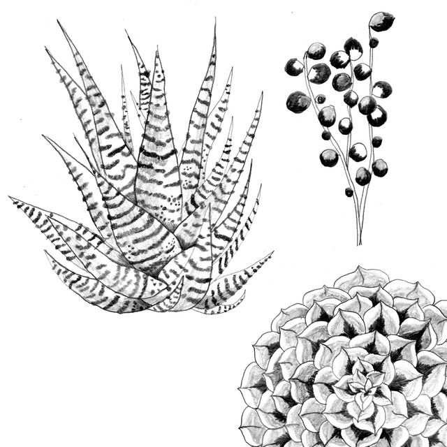 多肉植物のスケッチ