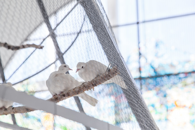 白鳩が8羽飛び交う