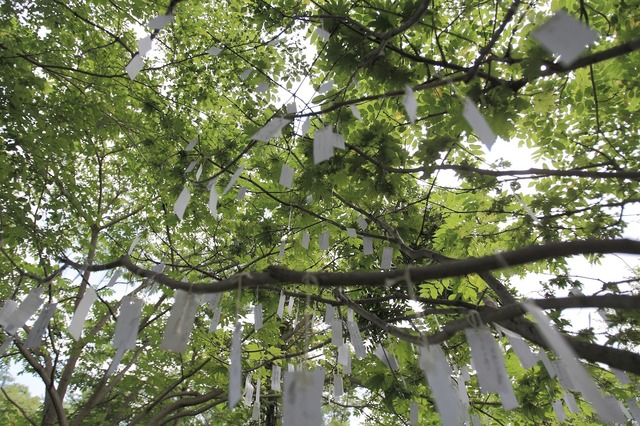 オノ・ヨーコの特別展「北海道のためのスカイTV」の「念願の木」。観客が願い事を書いて結わえることで参加する作品。会期終了後はアイスランドのオノ・ヨーコ高級設置作品「イマジン・ピース・タワー」に届けられる