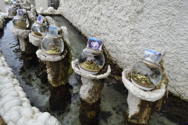 沖縄ならではの海の生き物の展示も