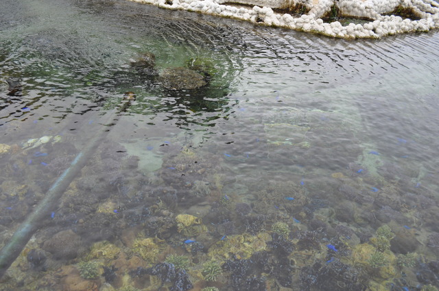 サンゴが暮らす生態系そのままに再現しているため、色鮮やかな魚たちも泳ぎ回る