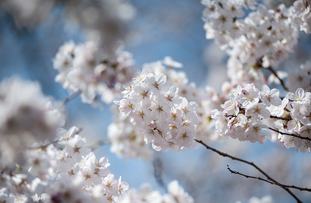 日本の桜を世界へ拡散。富士フイルムとGoogle+がSNS投稿型写真コンテスト