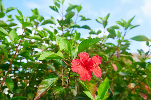 夏の太陽を浴びて輝く花