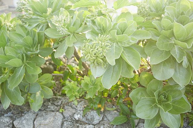 青々と生い茂る植物にパワーをもらえそう