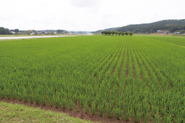 能登の稲田