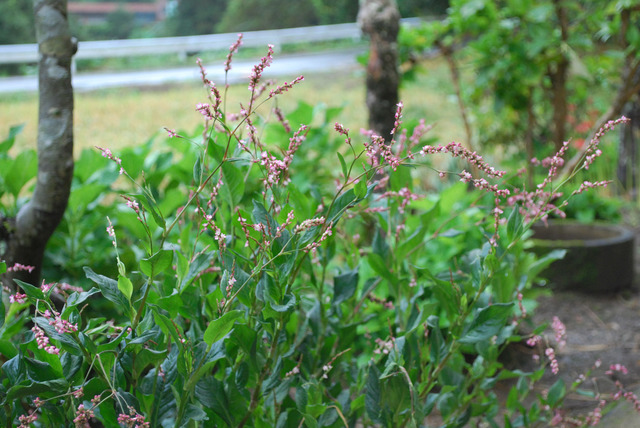 千葉まつ江さんの工房の横に生えた藍の花