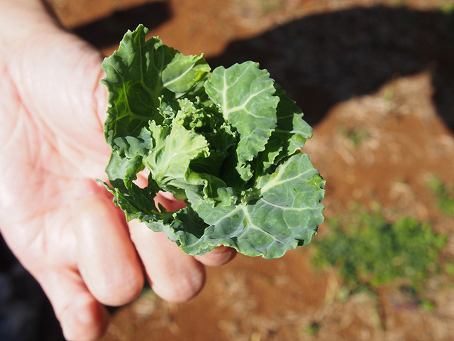 ツアー参加者は、高農園の畑を見学し、採りたての野菜を口にし思い思いの感想を抱いたよう