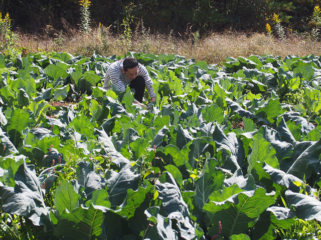 高農園で野菜を見る秋山シェフ