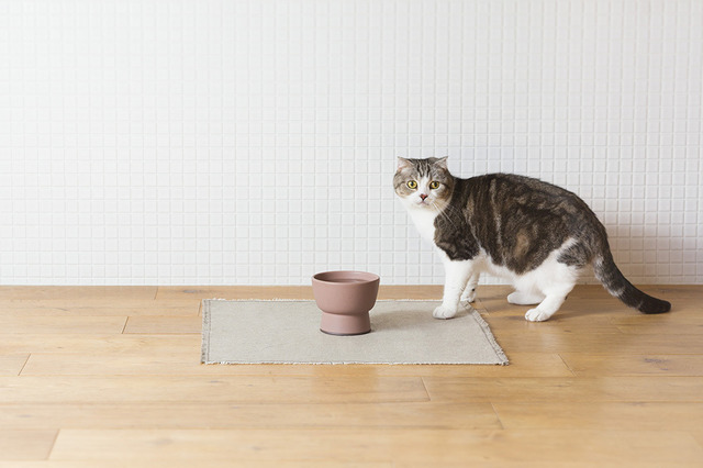 RINN Inc.が新作猫用水飲み器「Cat Water Bowl」の予約注文受付を開始