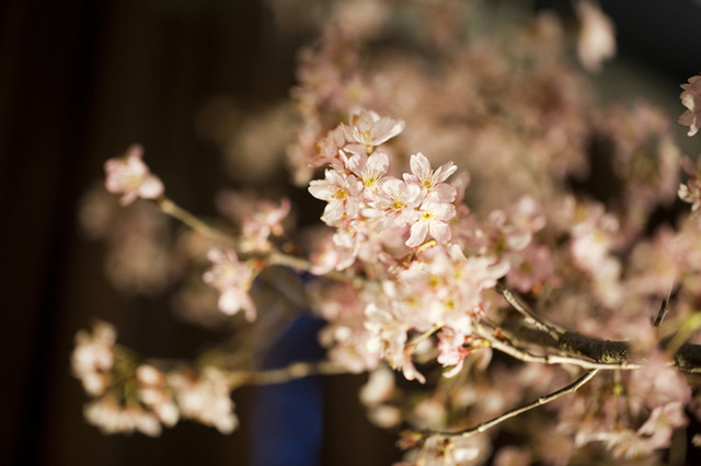 アンダーズ東京のルーフトップバーで、桜が楽しめる「お花見ガーデン」が開催